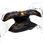 Odd Bull