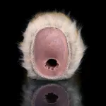 Monkey Pussy Male Masturbator