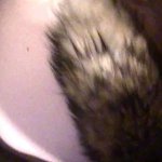 Fox Tail Doggy Fucking Ginger Teen Pov SHE LOVES IT