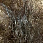 extreme close up scenes on my hairy pussy big bush fetish video 4k HD