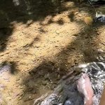 Risky Sex on the River: Close-up Close-up Porn feat. StaccyPh