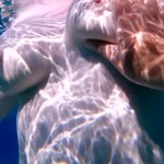 Free Fucking in the Ocean Porn Videos