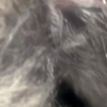 Man fucks dogs tight pussy in very harsh and dirty ways