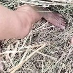 Kesha Ke Ha Porn Videos