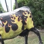 Grosse Chatte Ses Pis Vache Porn Videos