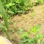 Maize Porn Videos: Best XXX 2026