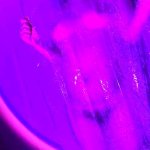 OnlyFans – Empress Zarina / @empresszarina2 - Page 4 image 63