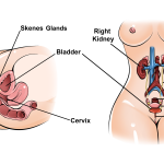 Is Squirting Pee? NOAnd Science Backs It Up So Stop Stressing and Start Pleasuring