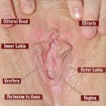 File:Female Vulva.jpg