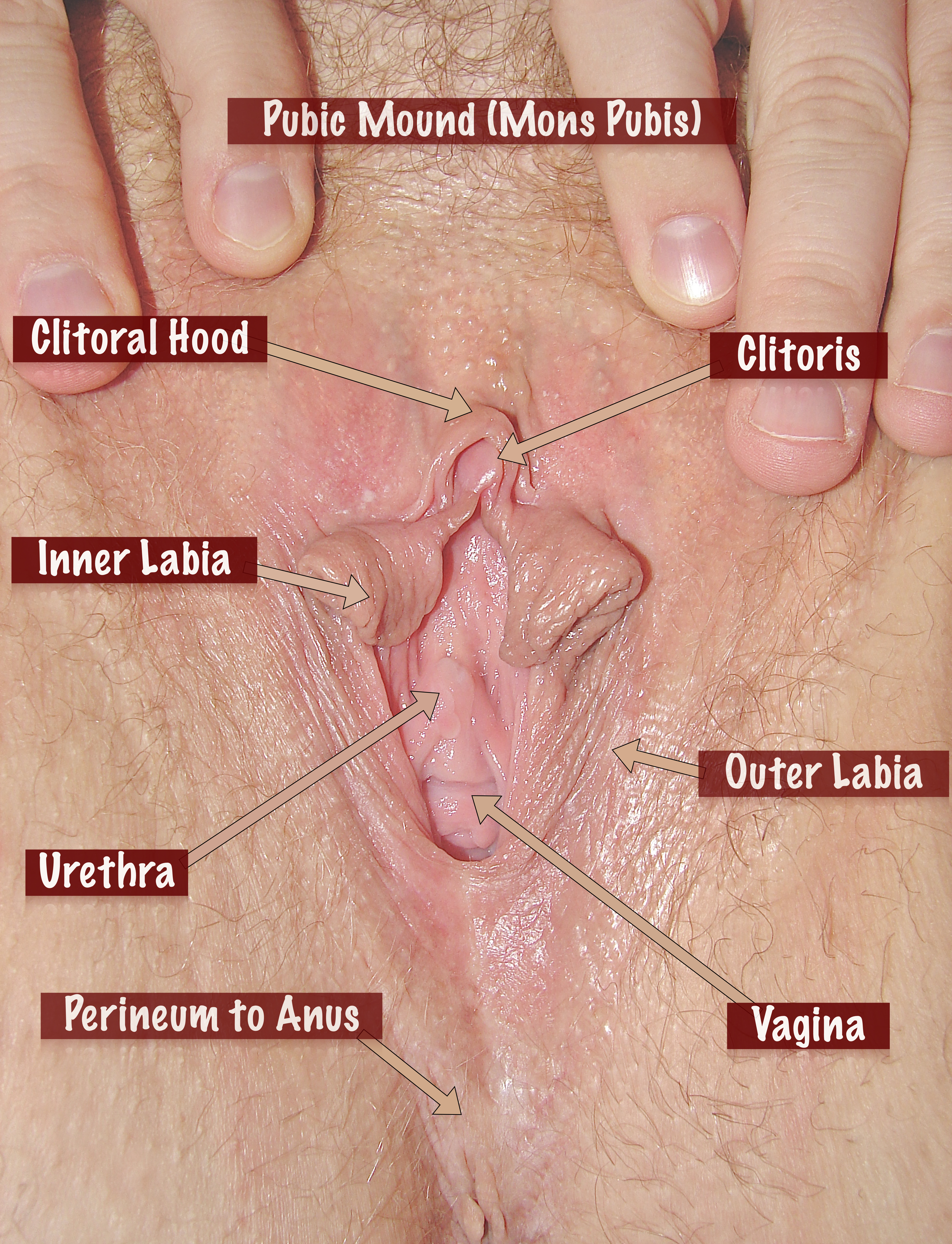Pussy close up clit mound (photos)